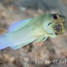 jawfish_yellowhead_dd_fc_h_0362_tci1564.jpg